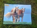 Posters de chevaux de toutes races  2910