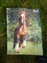 Posters de chevaux de toutes races  3010