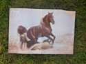 Posters de chevaux de toutes races  310