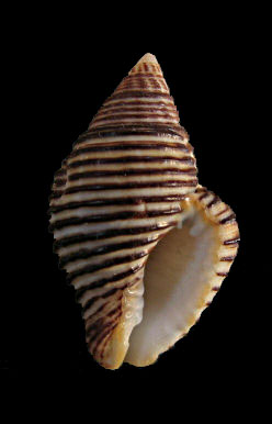 Pollia undosa - (Linnaeus, 1758) 0467_p10