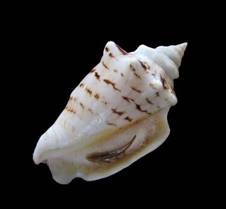 Conomurex fasciatus (Born, 1778)  0646_s10