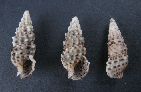 Cerithium du golfe de Gabbès (Tunisie) 1198_c10