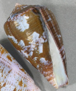 Conus (Chelyconus) purpurascens  GB Sowerby I, 1833 Ayamei10