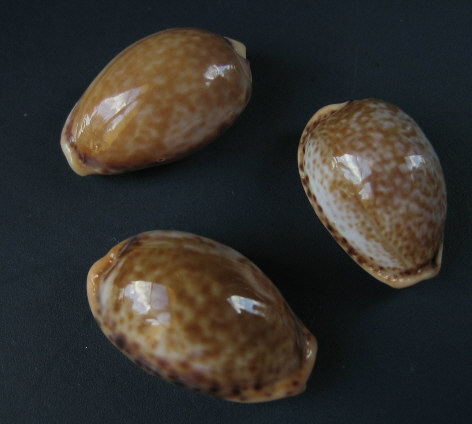 Palmadusta clandestina - (Linnaeus, 1767) Divers10