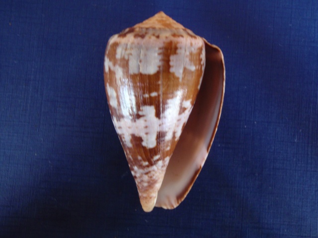 Conus (Chelyconus) purpurascens  GB Sowerby I, 1833 Pc040010