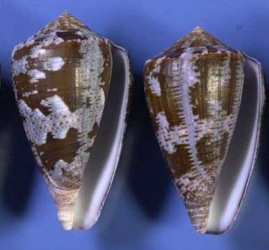 Conus (Chelyconus) purpurascens  GB Sowerby I, 1833 R0040810