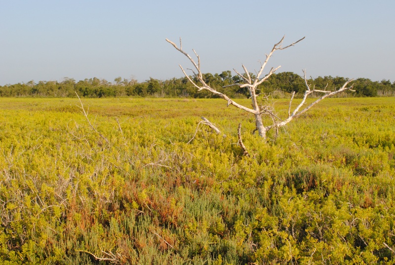 Everglades National Park ( photos d' habitats ) Enp_cp10