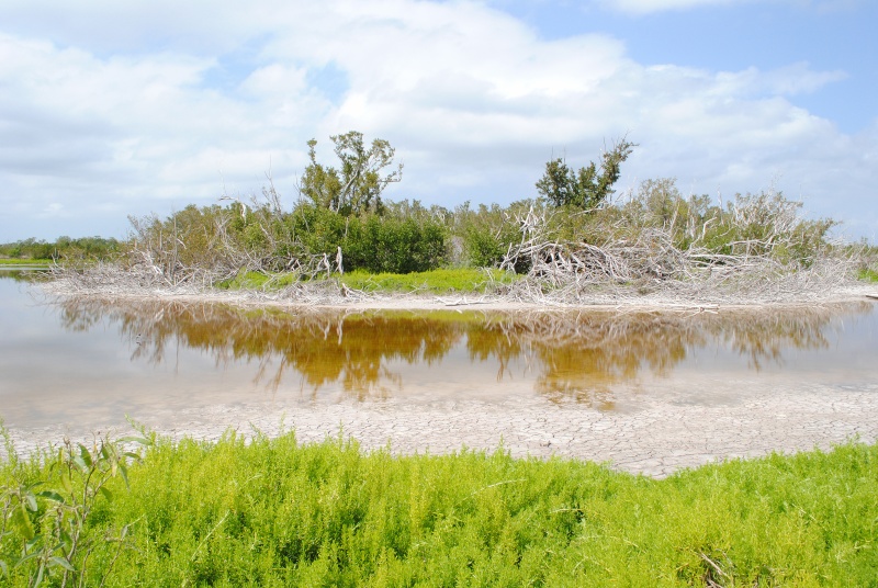 Everglades National Park ( photos d' habitats ) Enp_et10