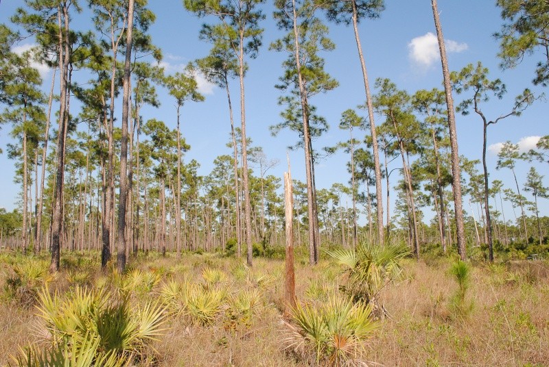 Everglades National Park ( photos d' habitats ) Enp_pi11