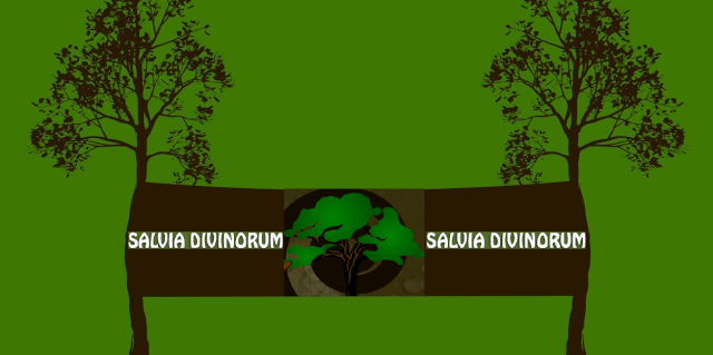 Salvia Divinorum