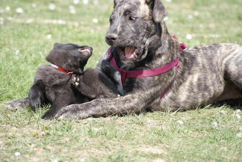 Nouveau concours photo : vos chiens et le printemps Shiper10