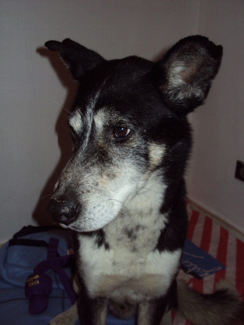 Bergson x husky mâle de 9 ans ADOPTE - Page 3 01610