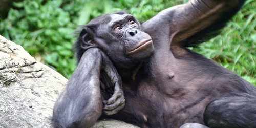 L'avis d'Edouard sur la politique Bonobo10