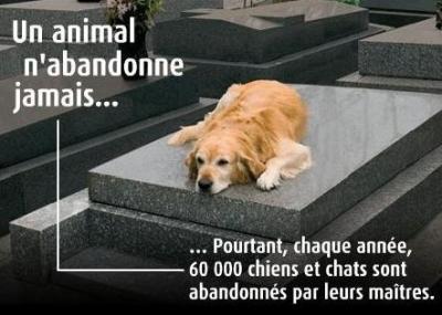 ANNONCES DE DEMANDE D'ADOPTION CHIEN/CHAT 30 MILLIONS D'AMIS 20544810