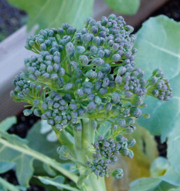 Still waiting for my Broccoli, Cauliflower and Cabbage to finish growing Brocco12
