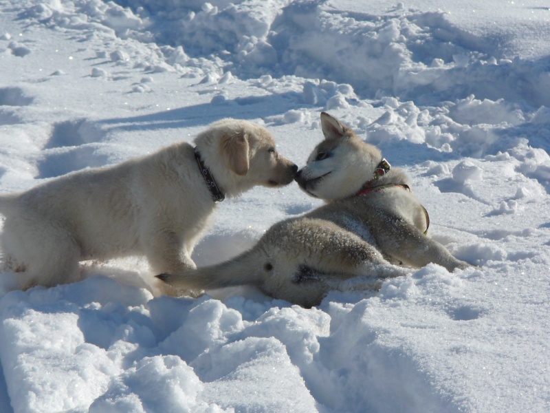 Venez voter pour le concours Nos chiens dans la neige - Page 2 Detent12