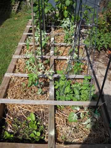 Growing tomatos in winter Down Under Dscn0411
