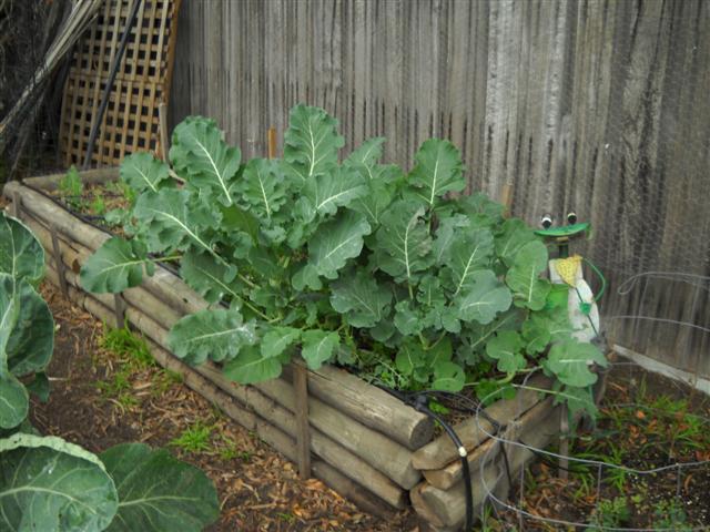 Winter Tomatoes Veg_pa21