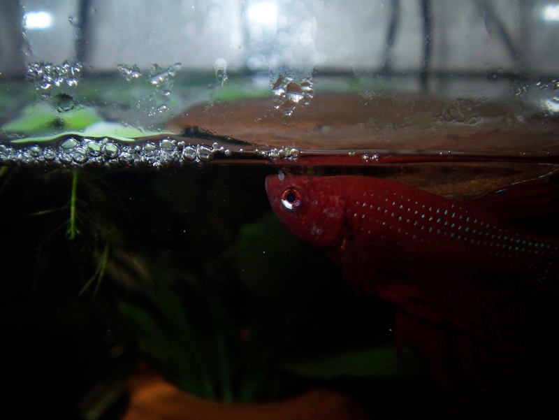 Crowntail Pair *video of KINK* Baby_a10