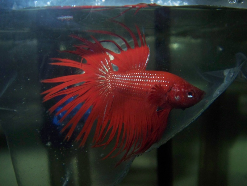 Crowntail Pair *video of KINK* New_re11