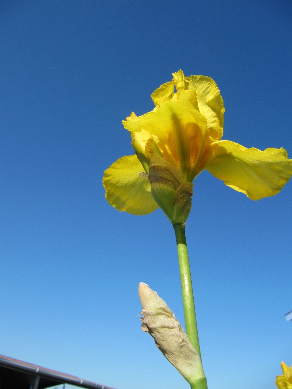 Effet iris Img_1710