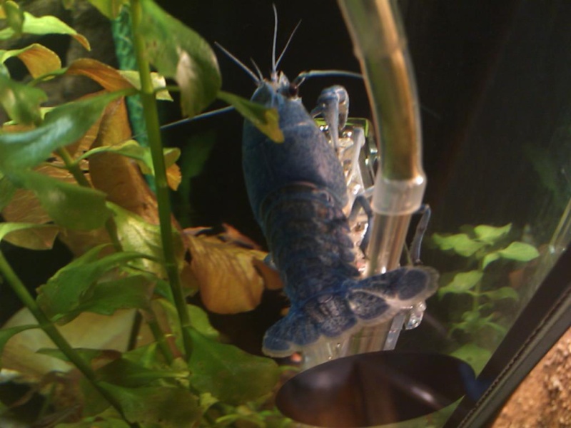 alleni - Procambarus alleni Ecrevisse bleue de floride Dsc_0117
