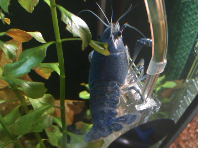 Procambarus alleni Ecrevisse bleue de floride Dsc_0118