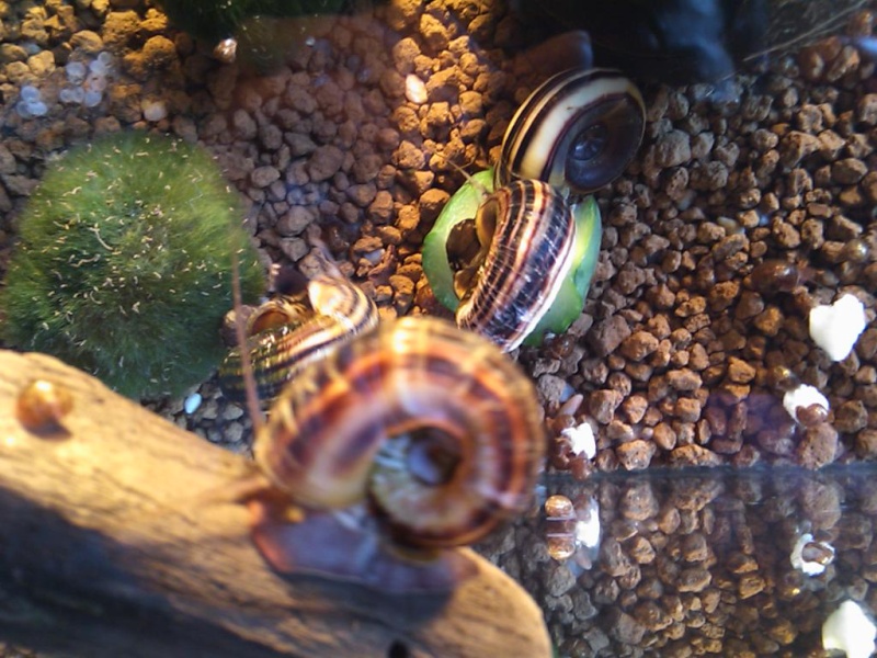 Bac à escargot (Marisa cornuarietis) Dsc_0913