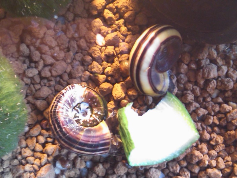 Bac à escargot (Marisa cornuarietis) Dsc_0915