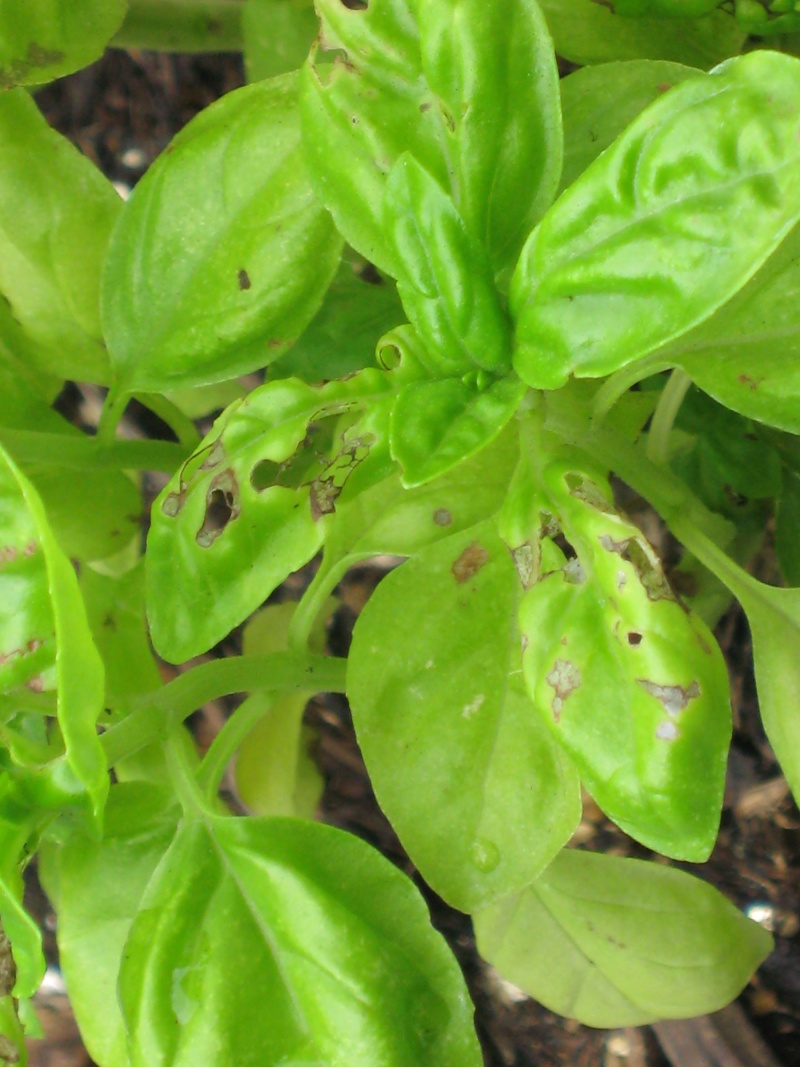 Need help, something is eating my Basil May-3-10