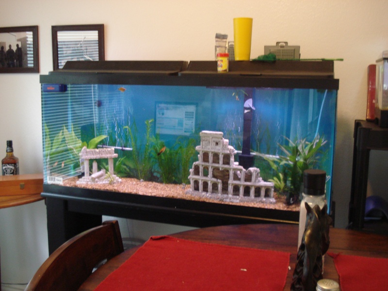 what else can i make my tank look better!! Fish_012