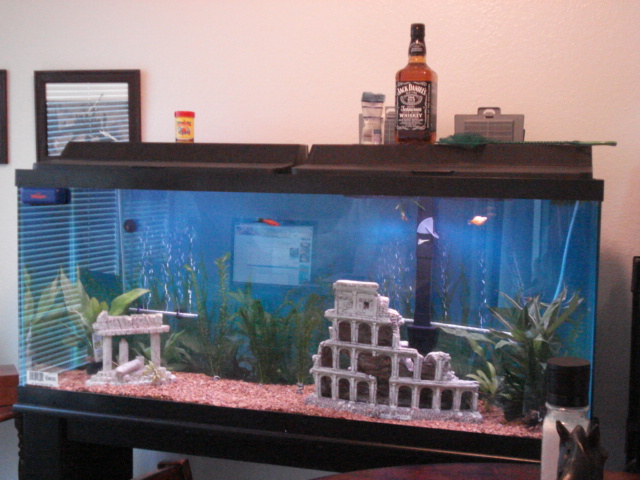 what else can i make my tank look better!! Fish_110