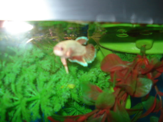 my new babies Pets_011