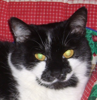 Millie, chatte blanche et noire,  perdue à Boves le 19 avril 2010 P1010213