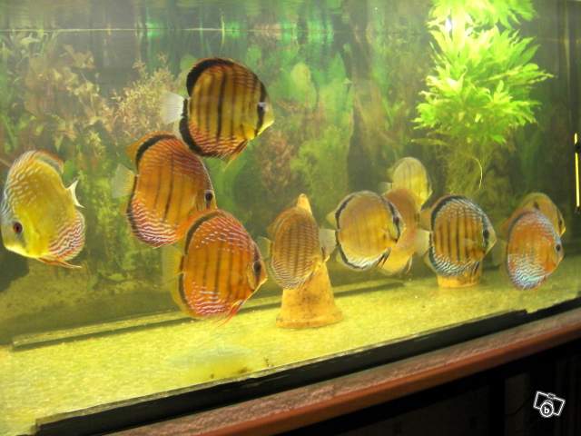 recherche discus  40733610