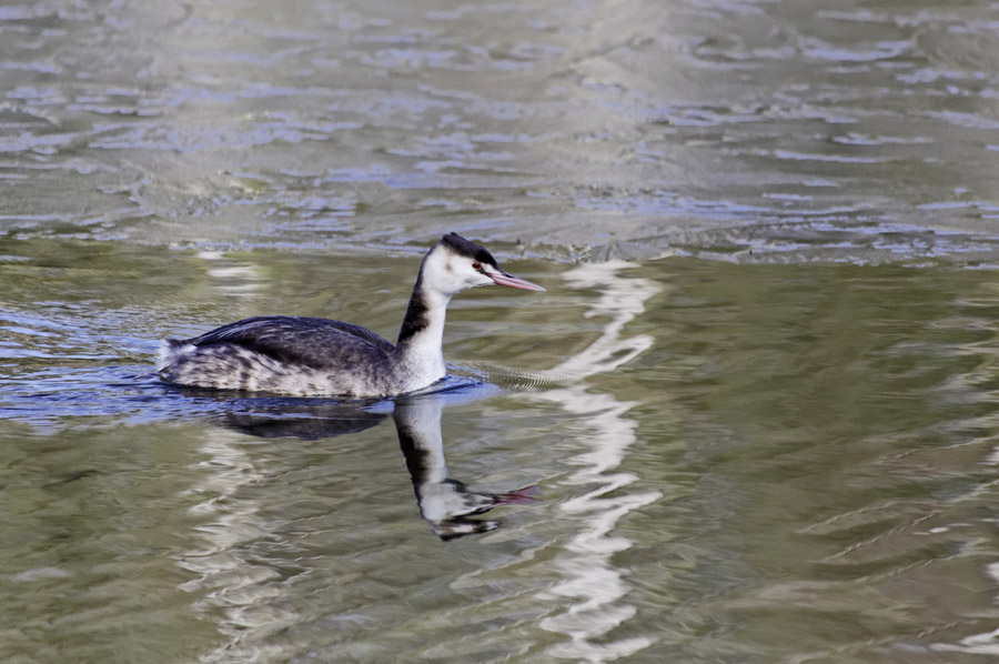 Les eaux douces Gv_11014