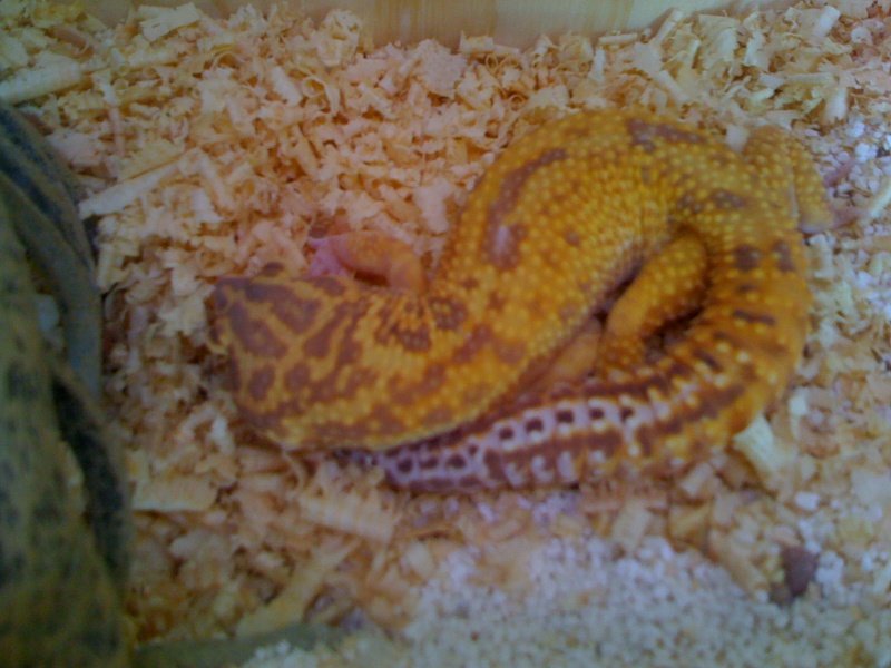 Mon Gecko Leopard Img_0519