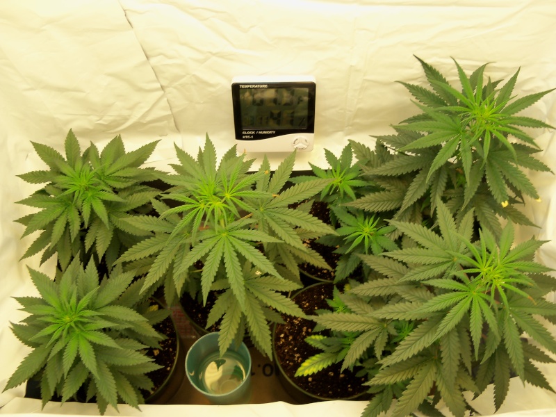 2x Nirvana's Bubblelicious / 3x Nirvana's Mystery Seeds CFL Grow 100_0019