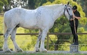 أطول حصان في العالم Oouu10