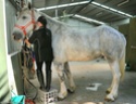 أطول حصان في العالم Ouoouu10
