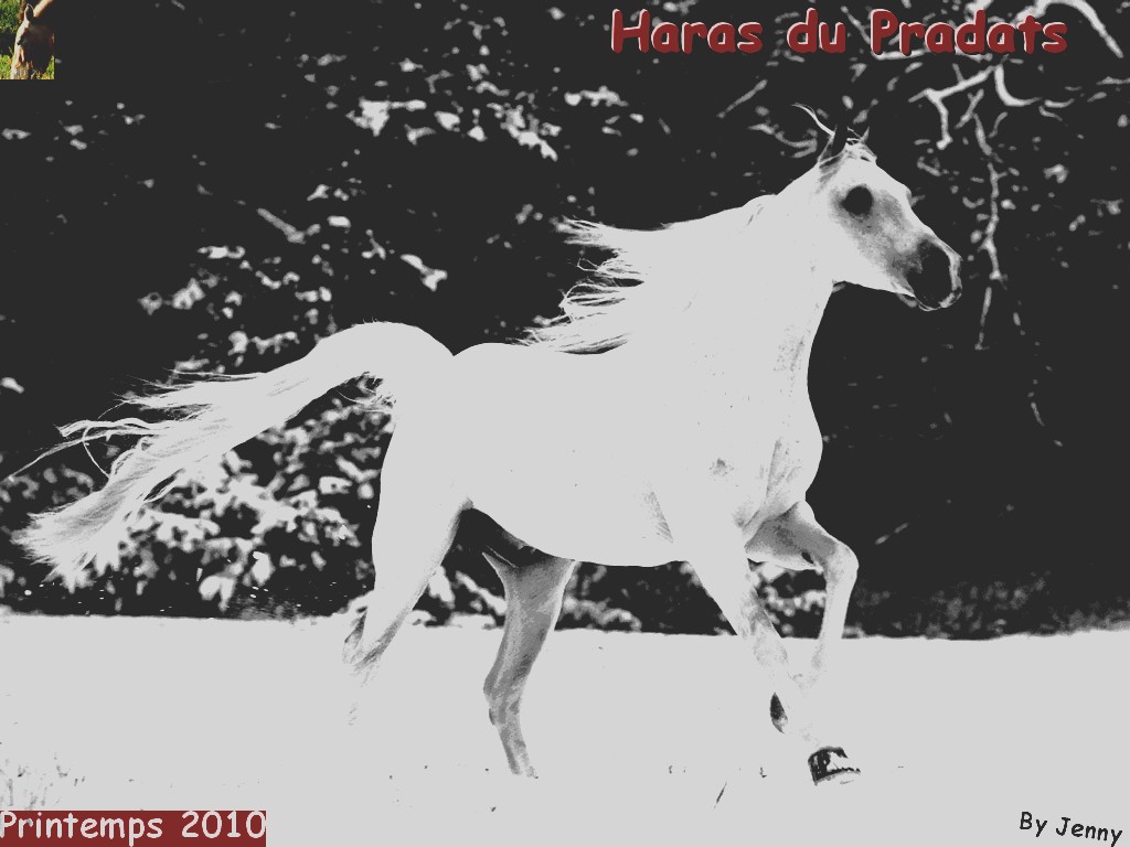 Haras du Pradas