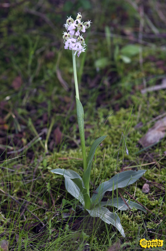 Neotinea lactea ( Orchis couleur de lait ) Nelact14