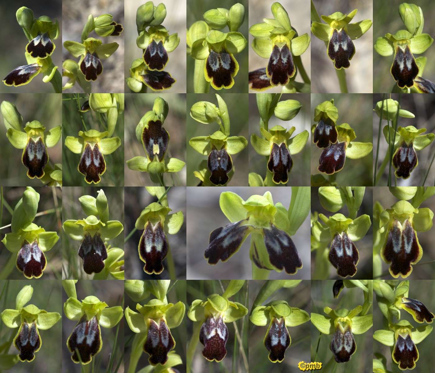 Ophrys bilunulata dans le Var Opbilu24