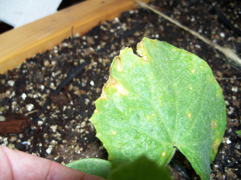 What is happening to my....Bush Buttercup Squash? 100_0919