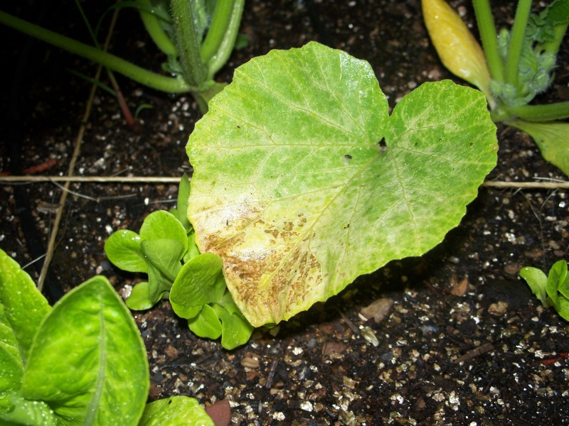 What is happening to my....Bush Buttercup Squash? 100_0920