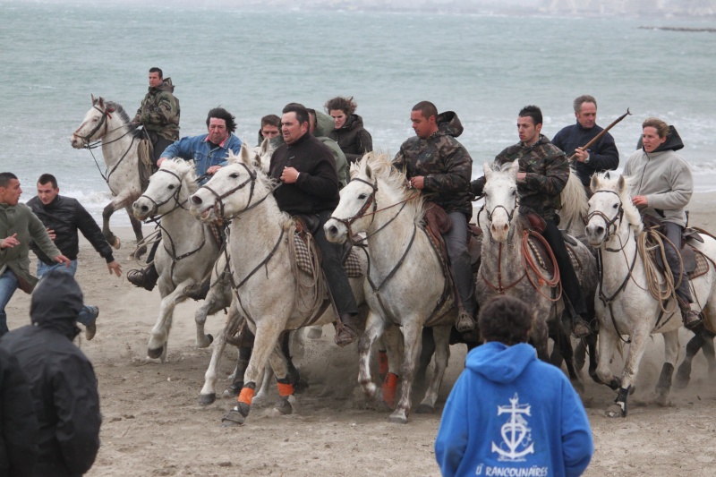 abrivade des plages du  Grau Du Roi 12/03/11 Abriva38