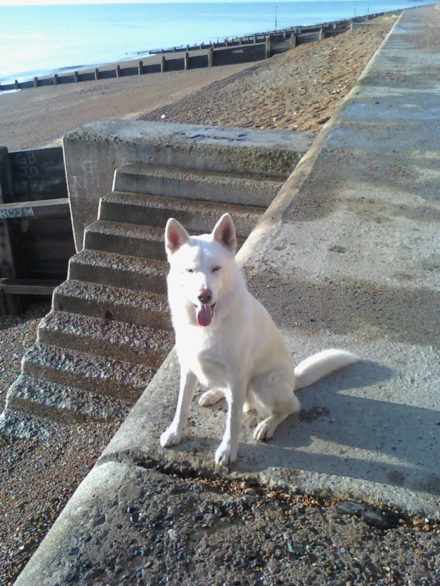 Meet my GSD X Husky.....Tocho!! 10051710