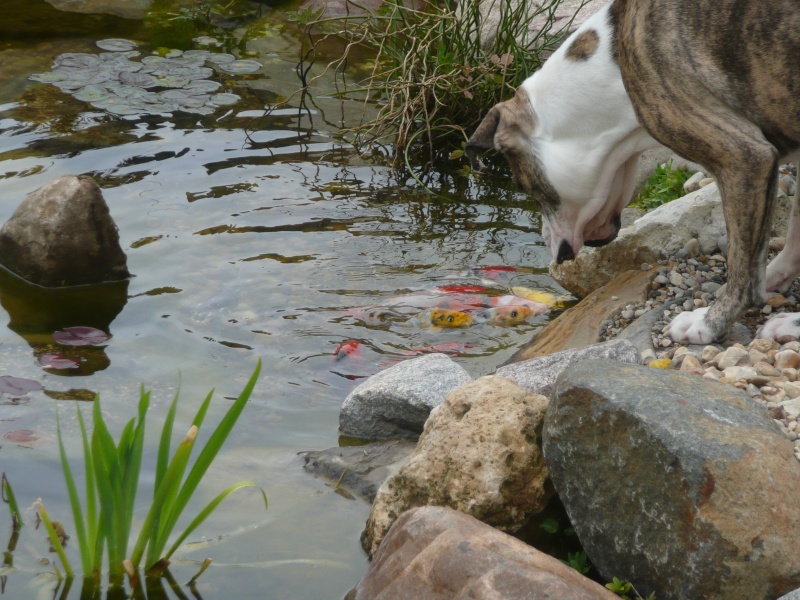 Bulldog Chuck goes eye to eye with koi Lotus_16