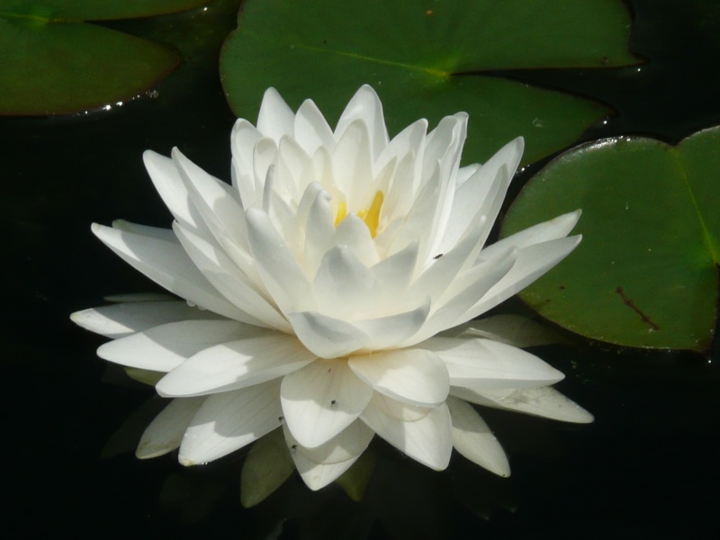 Blooming waterlilies Lotus_18