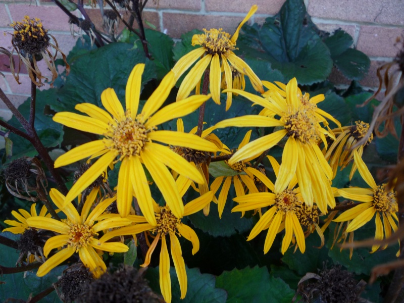 Just some flowers to brighten up the place P1000227